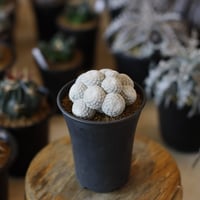 アズテキウム リッテリ 花籠 自根 Aztekium ritteri no.2281