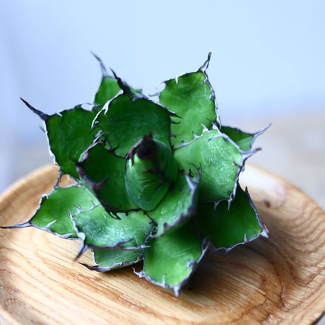 アガベ ホリダ    Agave horrida     no.1025-4