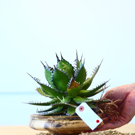 Agave horrida / Style of Chika   no.1015/9