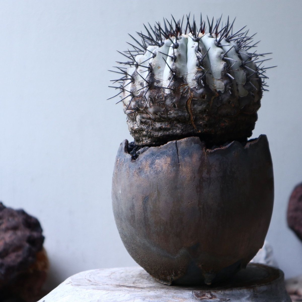 コピアポア 黒王丸 Copiapoa cinerea no.90129 | 芽の巣山