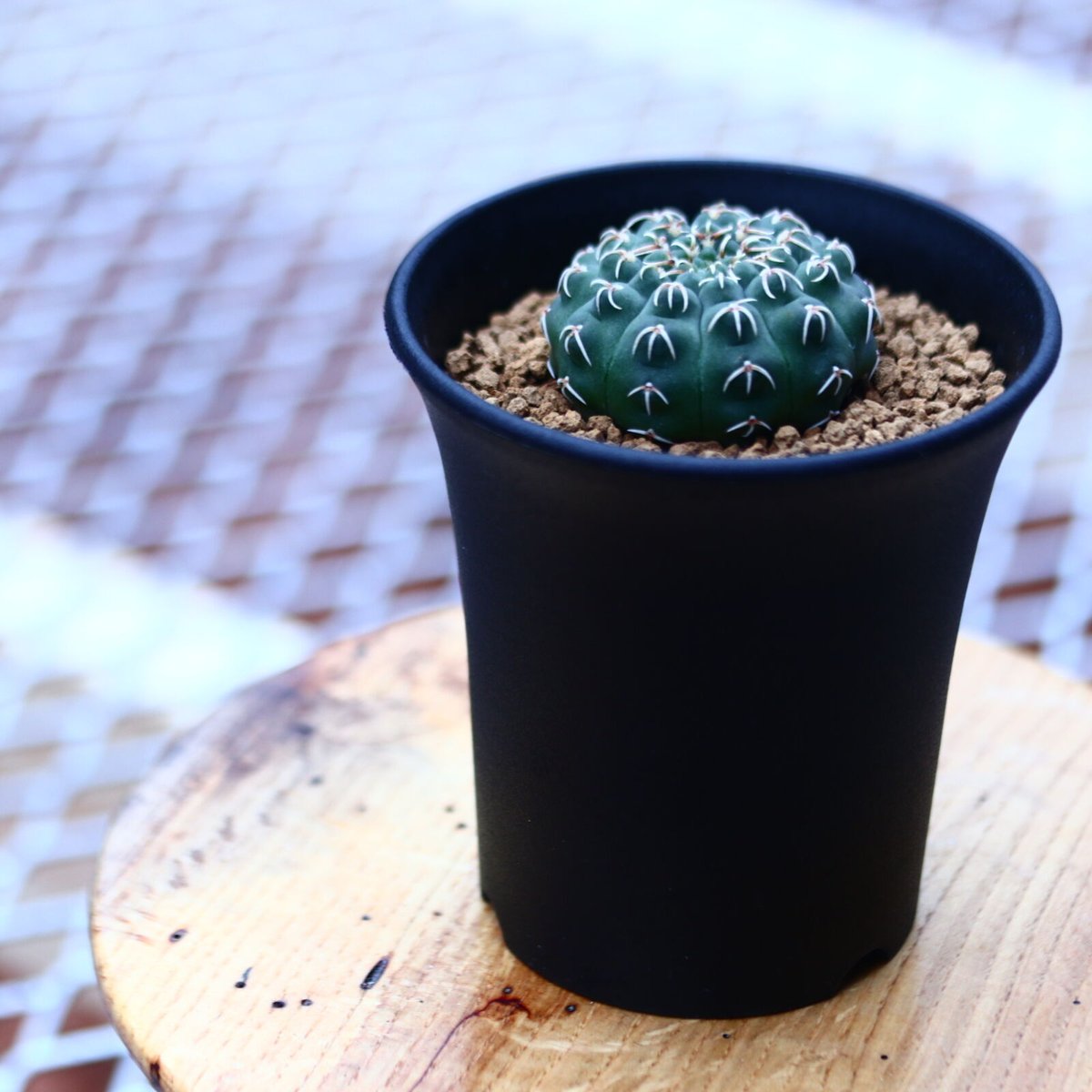 ギムノカリキウム 瑞昌玉 Gymnocalycium stellatum var. kle