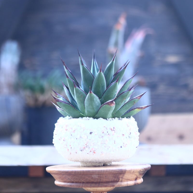 アガベ ブルーグロー Agave 'Blue Glow' no.22809 | 芽の巣山