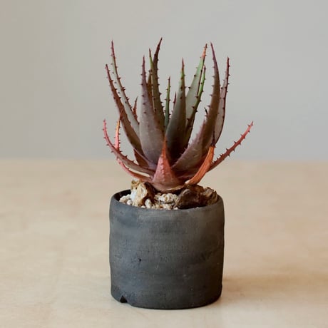 Aloe broomii  × ヤクモ (3.5号)  no.125/11