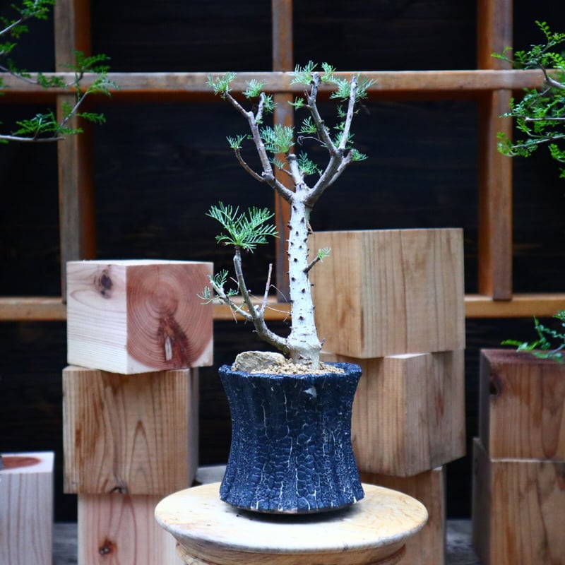 中型 塊根植物 黒鉢 コミフォラ クラウセリアナ 中型 塊根植物 黒鉢 コミフォラ クラウセリアナ コミフォラ