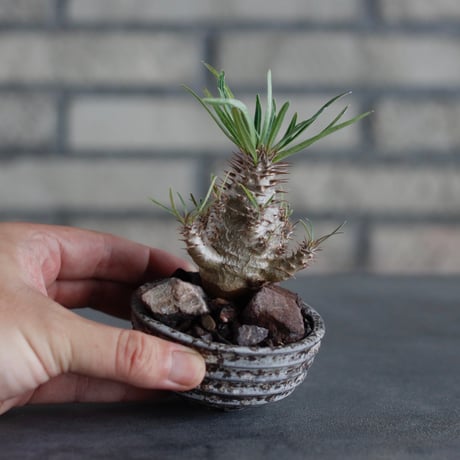Pachypodium gracilius × takero pot (2.5号)  no.817-13