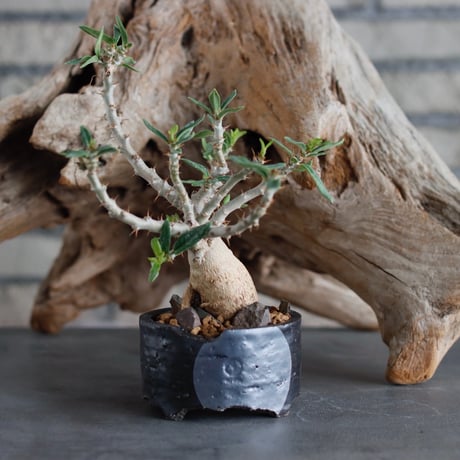 Pachypodium bispinosum (CHUBBY PLANTS) × N/OH (2.5号)  no.622-26