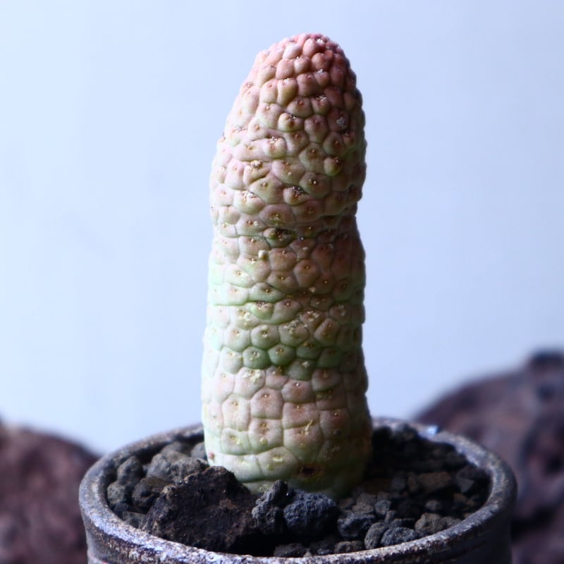 仏頭玉【超特大株】ラリレアキア カクティフォルメ ラリレアキア カクティフォルメ 仏頭玉 綴化 | NATPARK-STORE