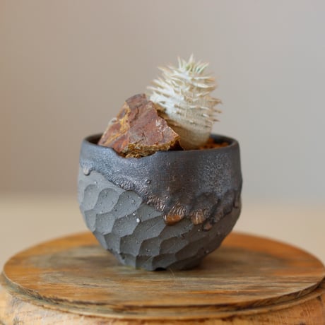 Pachypodium (Densicaule×enigmaticum) N/OH (2.5号)  no.118/8