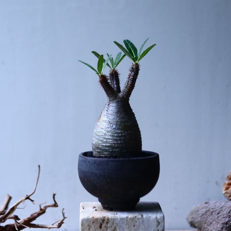 パキポディウム グラキリス   Pachypodium rosulatum var. gracilius no.92742