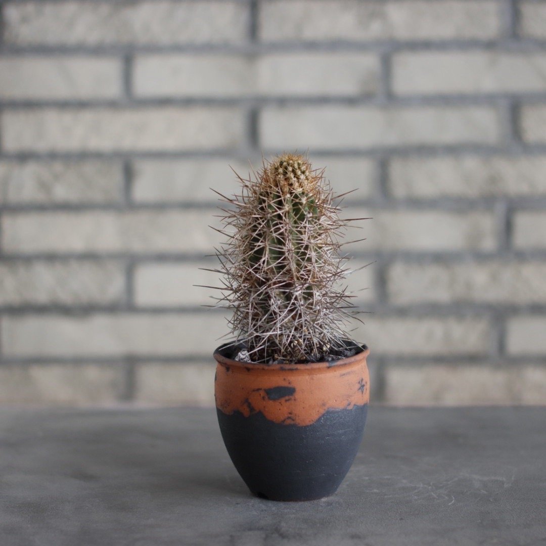 Copiapoa solaris × N/OH(3号) no.515/20 | 芽の巣山