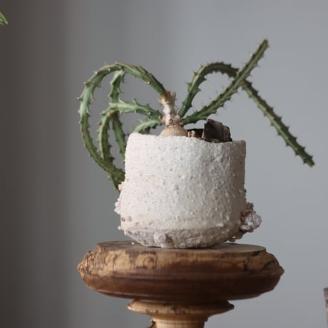 Euphorbia knuthii × Rintaro Nonaka  no.912-4