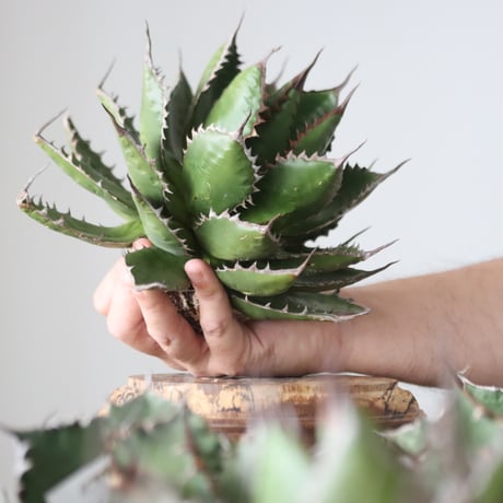Agave horrida / Style of Chika　no.42161