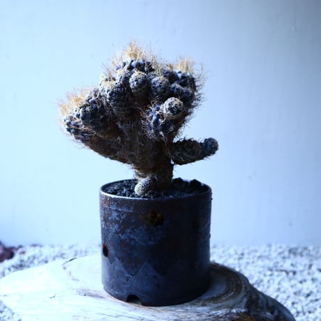 ツルビニカルプス 長城丸　 Turbinicarupus pseudomacrochele   no.121513
