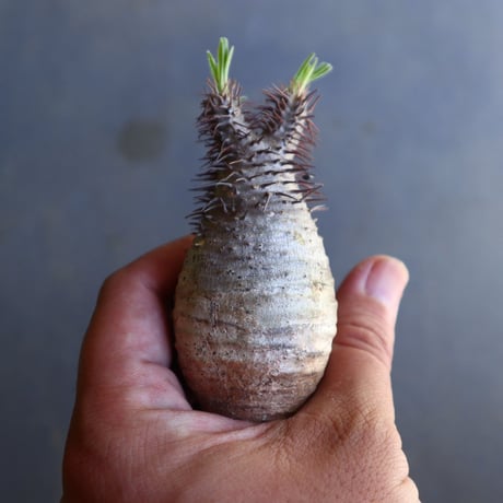 パキポディウム グラキリス 抜苗  Pachypodium rosulatum var. gracilius no.100607