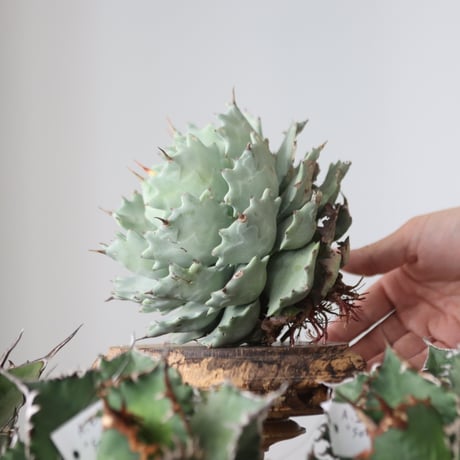 Agave Isthmensis / Style of Chika　no.421101