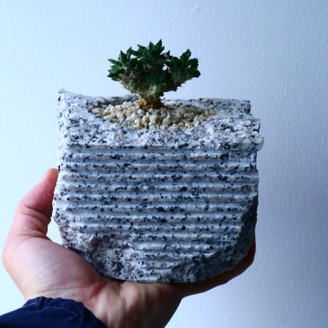 ユーフォルビア   トゥレアレンシス  Euphorbia tulearensis   No.025