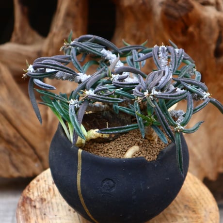 ユーフォルビア キリンドフォリア / Euphorbia cylindrifolia   no.31242