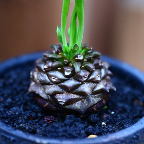 ユーフォルビア  鉄甲丸／Euphorbia bupleurifolia   no.10974