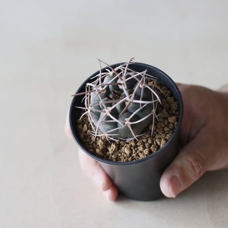 ymnocalycium mazanense / 魔天竜 (2.5号鉢)  no.913/29
