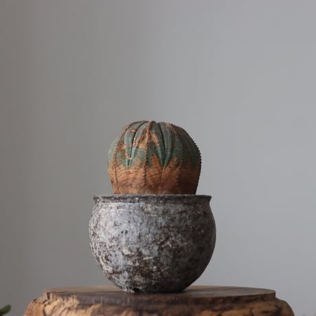 Euphorbia obesa  × たけろうポット  no.61604