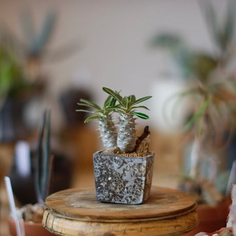 鉢・プランター TAKERO POT MASSES YAMABACHI CATEGORY 2025/1/5 20:00~ | 芽の巣山