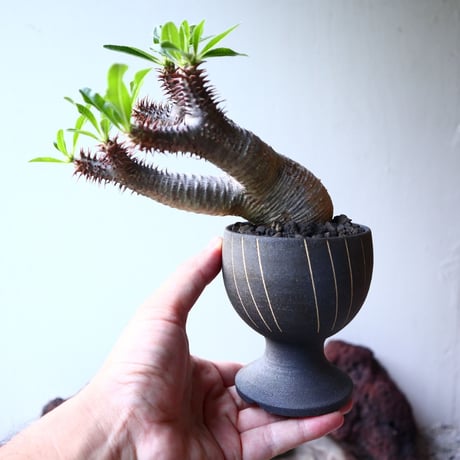 パキポディウム  マカイエンセ    Pachypodium Makayense  no.002