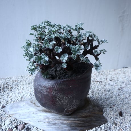 ペラルゴニム    ミラビレ　Pelargonium mirabile  　no.122201