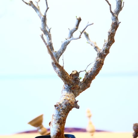 コミフォラ モンストローサ / Commiphora monstrosa   no.62505