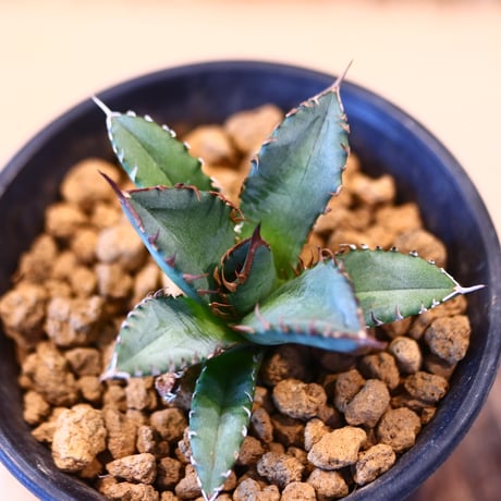 Agave titanota  姫厳竜   no.32451