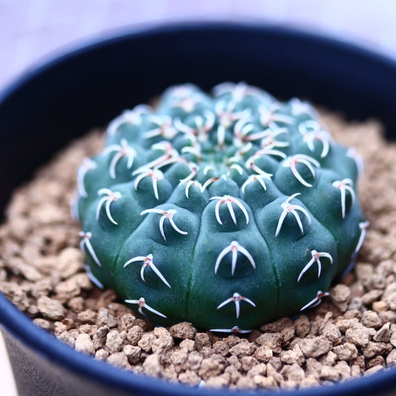 ギムノカリキウム 瑞昌玉 Gymnocalycium stellatum var. kle