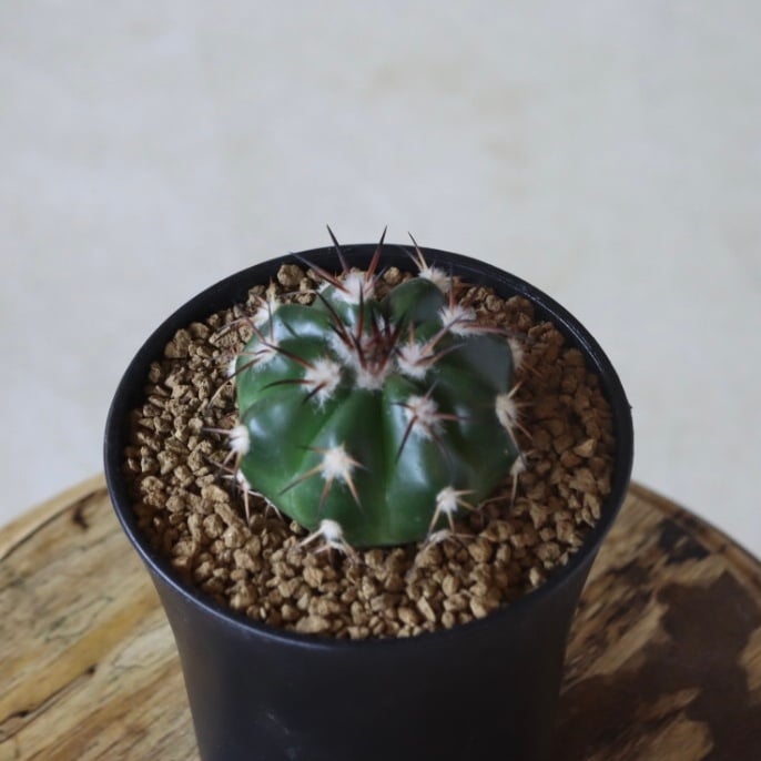 ディスコカクタス ギガンティア no.1020/34 | 芽の巣山