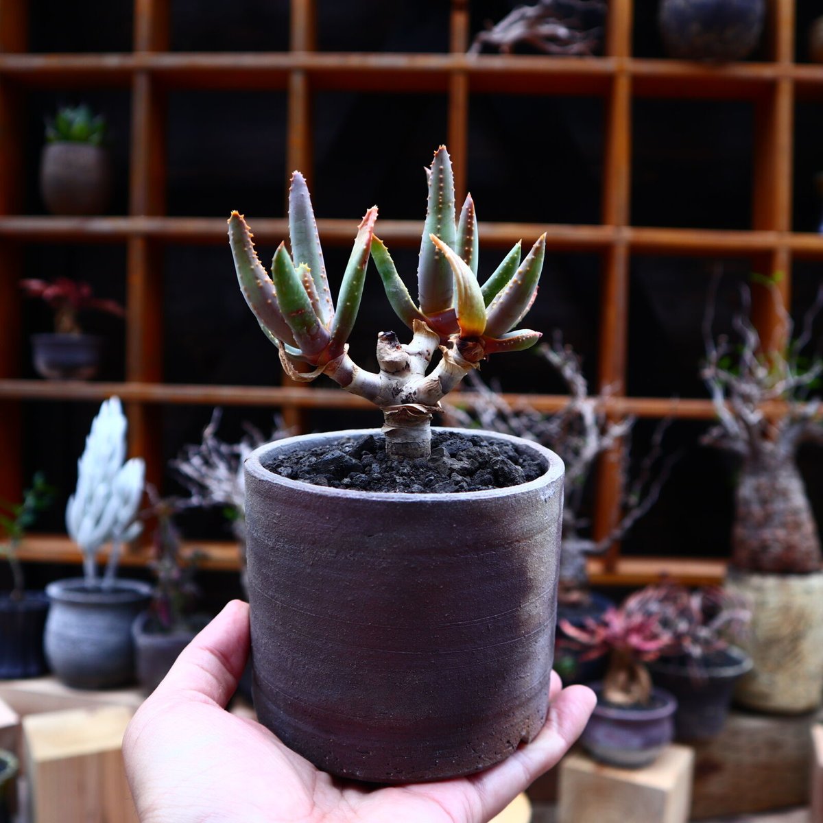 ○ アロエ　ラモシシマ / Aloe ramosissima 国内実生株 アロエ ラモシシマ【発根済み】HK2401940(T) | RAFLUM
