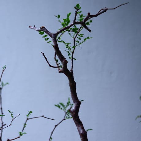 コミフォラ モンストローサ   Commiphora monstrosa   no.92722