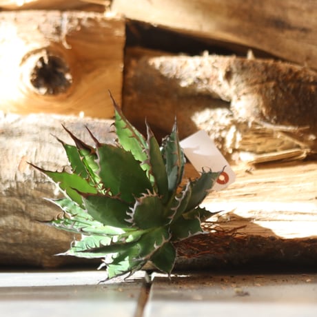 U.S. horrida (Agave horrida) / Style of Chika　no.1203-11