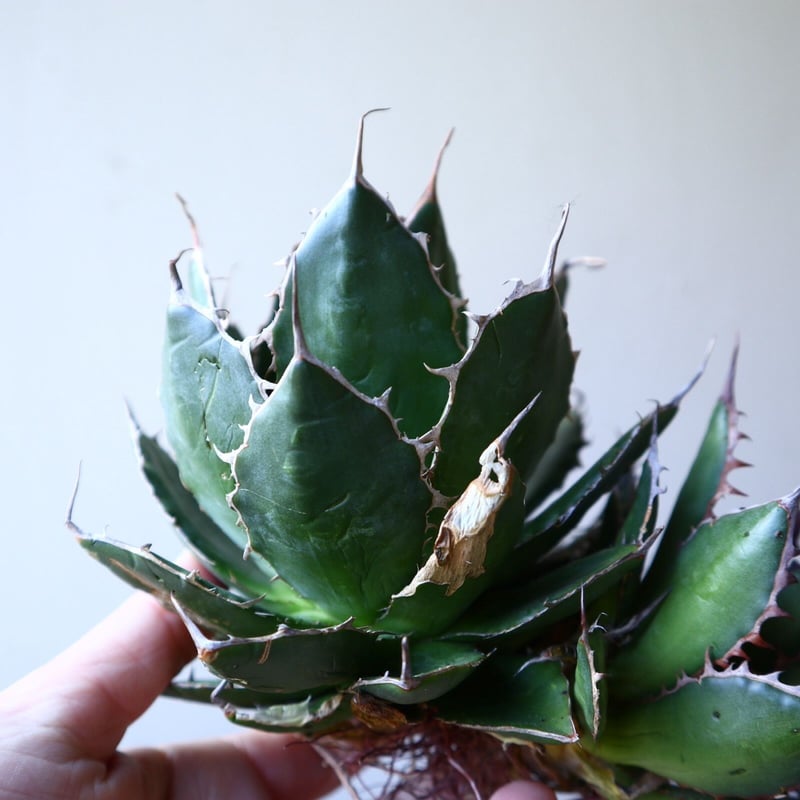 アガベホリダ極上株　Agave horrida No.AHRD 009 アガベホリダ極上株 Agave horrida No.AHRD023 - メルカリ