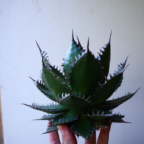 アガベ ホリダ  Agave horrida   no.42804
