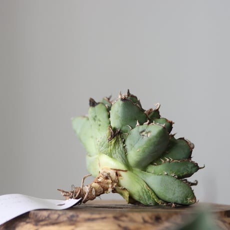 Agave titanota filigree Devil/ Style of Chika　no.42126