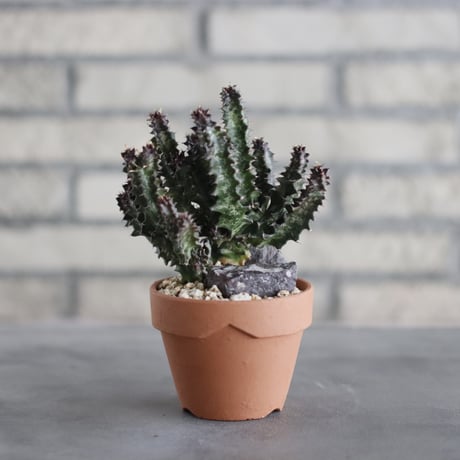 Euphorbia  candelabrum (カンデルベルム) / T.W. × YAMABACHI (3号) no.329/16