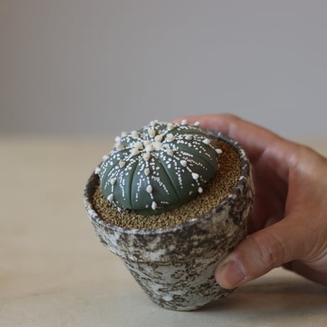astrophytum | STORES