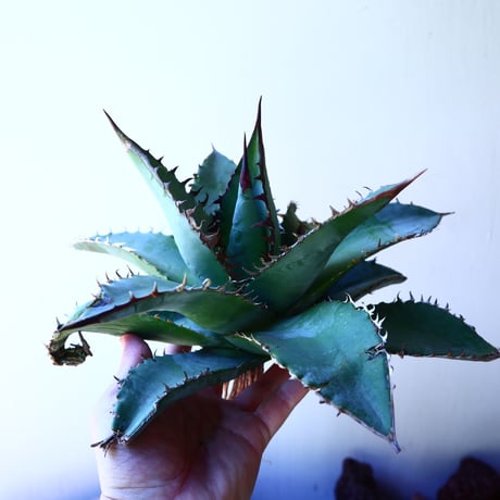アガベ チタノタ  セレクト ブルー クローン　Agave Titanota Select Blue clone    no.41218