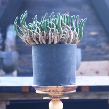 ユーフォルビア エスクレンタ   Euphorbia esculenta     no.22807