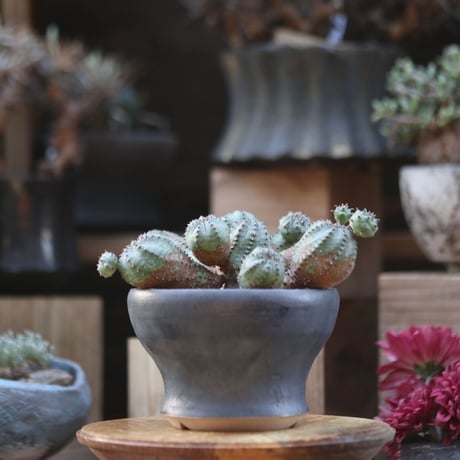 ユーフォルビア  オベサ hyb. ／Euphorbia obesa  hyb.    no.110604