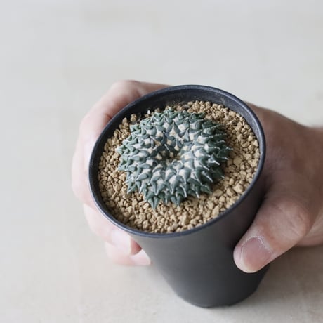 Ariocarpus kotschoubeyanus / 姫牡丹 (2.5号鉢)  no.913/44