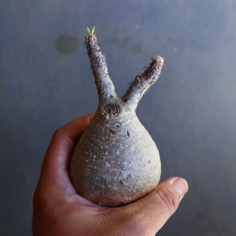 パキポディウム グラキリス 抜苗  Pachypodium rosulatum var. gracilius no.100632
