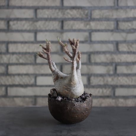 Pachypodium gracilius × takero pot (4.5号)  no.524/10