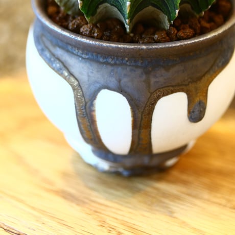 たけろうポット× Gymnocalycium friedrichii    no.102203