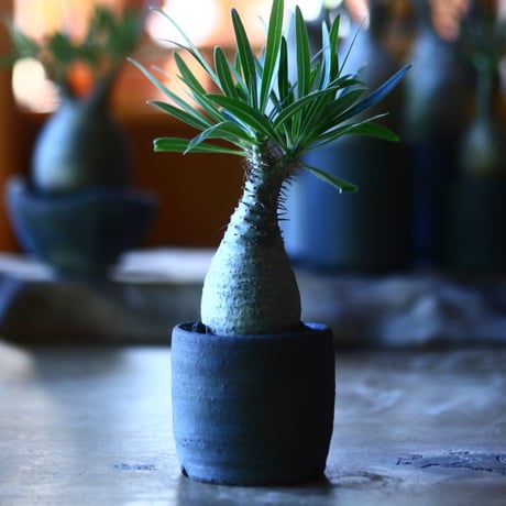パキポディウム グラキリス   Pachypodium rosulatum var. gracilius no.705-8