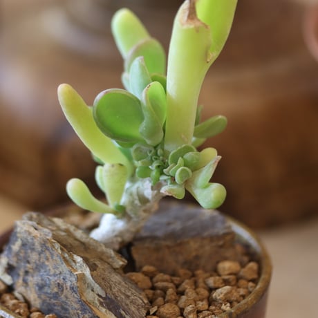 Kalanchoe luciae oricula ×YAMABACHI var. 六本芽  no.@117-28