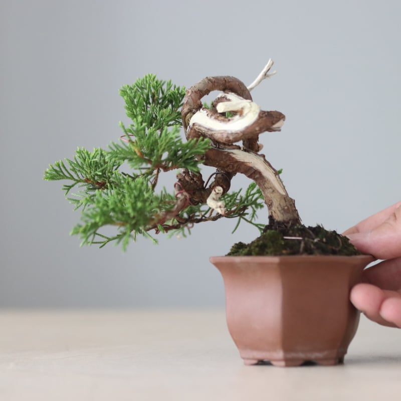 真柏 / YOSHIZAWA3-SHOHINBONSAI no.71410 | 芽の巣山