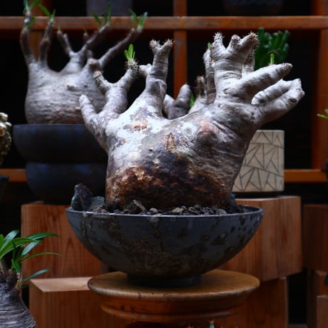 パキポディウム ブレビカリックス／Pachypodium densiflorum var. brevicalyx    no.61902
